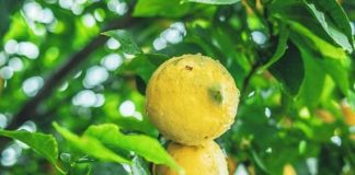 Las lluvias de la borrasca Emilia, beneficiosas para el campo Limones