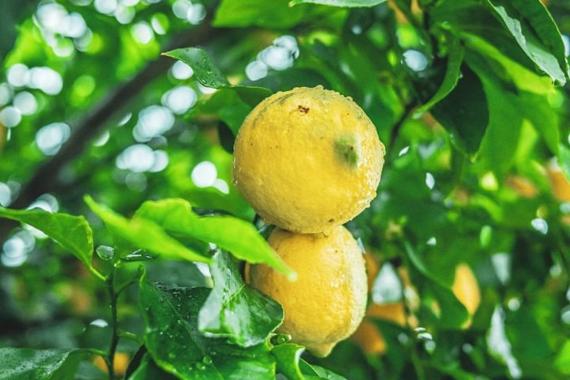 Las lluvias de la borrasca Emilia, beneficiosas para el campo Limones
