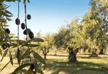 Pide aclarar la trazabilidad del aceite de oliva procedente de Túnez aceitunas