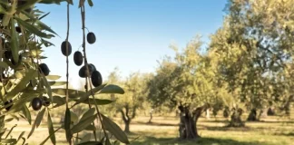 Pide aclarar la trazabilidad del aceite de oliva procedente de Túnez aceitunas