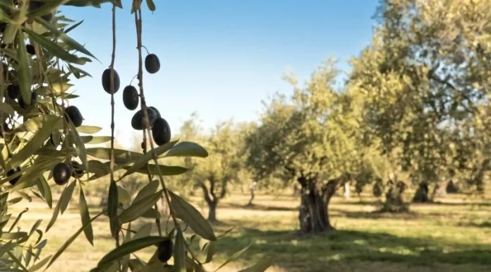 Pide aclarar la trazabilidad del aceite de oliva procedente de Túnez aceitunas