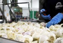 El ajo español crece pero anticipa una bajada de precios en 2026 ajos