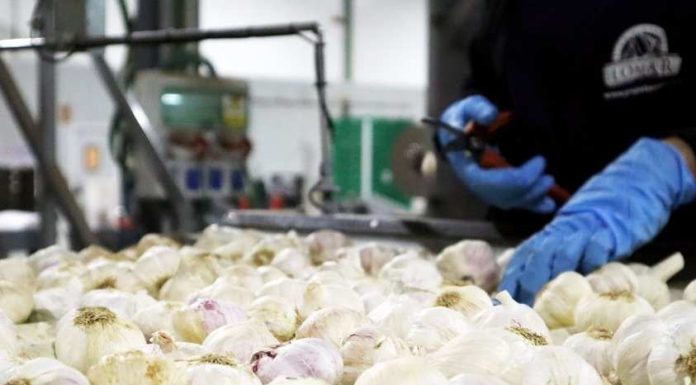 El ajo español crece pero anticipa una bajada de precios en 2026 ajos