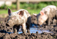 Enfermedades más comunes en animales de granja y cómo prevenirlas animales de granja