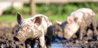 Enfermedades más comunes en animales de granja y cómo prevenirlas animales de granja