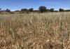 Agricultores y ganaderos podrán prever sequías y olas de calor campo cereal sequía