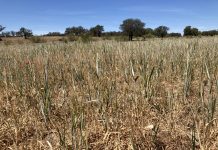 Agricultores y ganaderos podrán prever sequías y olas de calor campo cereal sequía