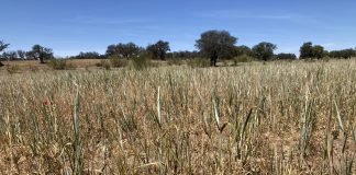 Agricultores y ganaderos podrán prever sequías y olas de calor campo cereal sequía