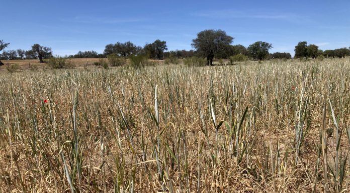 Agricultores y ganaderos podrán prever sequías y olas de calor campo cereal sequía
