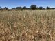 Agricultores y ganaderos podrán prever sequías y olas de calor campo cereal sequía