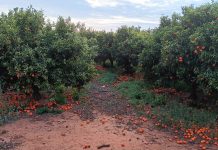 Denuncia una cascada de incumplimientos en contratos de cítricos y caquis citricos