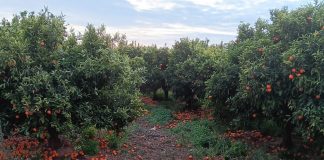 Denuncia una cascada de incumplimientos en contratos de cítricos y caquis citricos