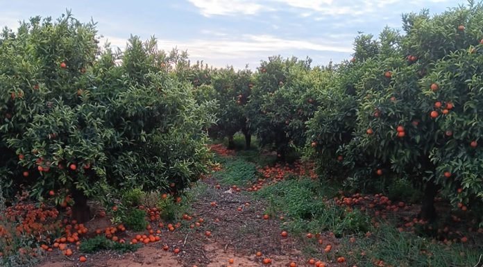 Denuncia una cascada de incumplimientos en contratos de cítricos y caquis citricos
