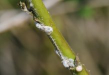 Alerta de la aparición de un nuevo Cotonet en la Comunitat Valenciana que afecta, sobre todo, a algunas hortalizas cochinilla harinosa