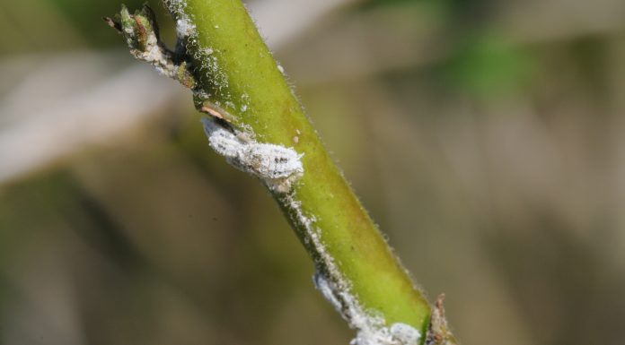 Alerta de la aparición de un nuevo Cotonet en la Comunitat Valenciana que afecta, sobre todo, a algunas hortalizas cochinilla harinosa