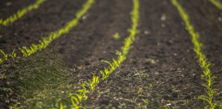 Advierte que el Mecanismo de Ajuste en Frontera por Carbono provocará un nuevo aumento de los costes de los fertilizantes cultivo