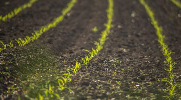 Advierte que el Mecanismo de Ajuste en Frontera por Carbono provocará un nuevo aumento de los costes de los fertilizantes cultivo
