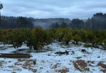 Los retrasos de la recolección y las lluvias causan la pérdida de 75.000 toneladas de cítricos daños cítricos