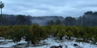 Los retrasos de la recolección y las lluvias causan la pérdida de 75.000 toneladas de cítricos daños cítricos