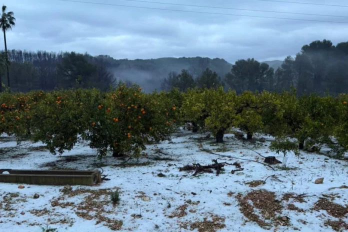 daños frutas daños cítricos