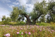 La importancia de los enemigos naturales en la sostenibilidad de los agroecosistemas cubierta vegetal
