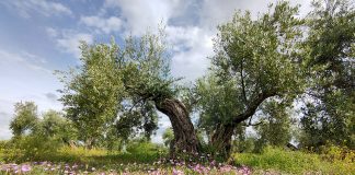 La importancia de los enemigos naturales en la sostenibilidad de los agroecosistemas cubierta vegetal