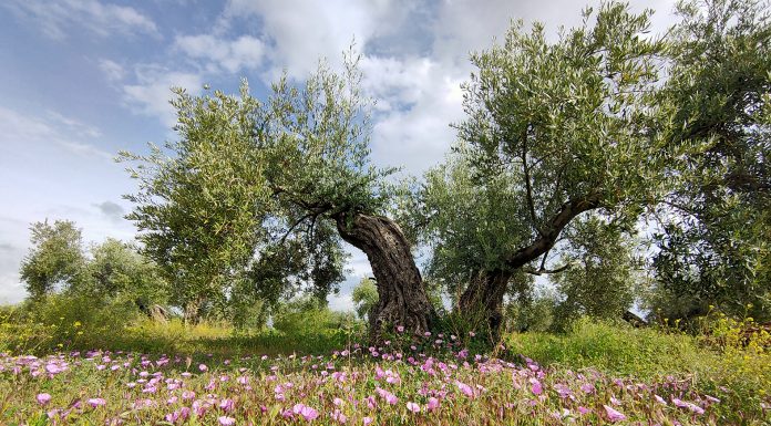 La importancia de los enemigos naturales en la sostenibilidad de los agroecosistemas cubierta vegetal