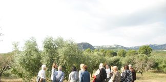 Oleoturismo: una herramienta estratégica para el desarrollo sostenible del sector oleícola Oleoturismo