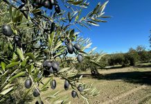 ¿Qué puede hacer la ciencia para adaptar el olivar al cambio climático? olivar, aceituna