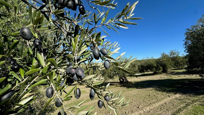 olivar, aceituna