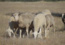 La expansión de la lengua azul y otras enfermedades desespera a los ganaderos de Ciudad Real