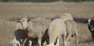 La expansión de la lengua azul y otras enfermedades desespera a los ganaderos de Ciudad Real