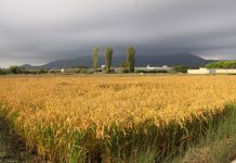 Las importaciones masivas de arroz están hundiendo el sector arrocero europeo