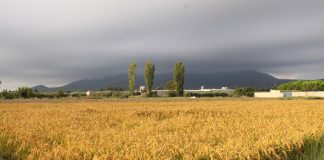 Las importaciones masivas de arroz están hundiendo el sector arrocero europeo