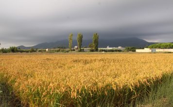 Las importaciones masivas de arroz están hundiendo el sector arrocero europeo