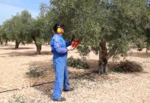 ¿Qué hay que tener en cuenta para la poda del olivo? poda del olivo