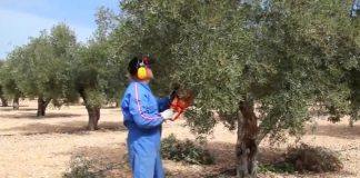 ¿Qué hay que tener en cuenta para la poda del olivo? poda del olivo