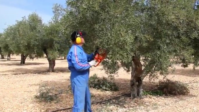 ¿Qué hay que tener en cuenta para la poda del olivo? poda del olivo