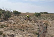 Buscan atajar la sobrepoblación de conejo en Castilla-La Mancha con su caza y comercialización sobrepoblación de conejo