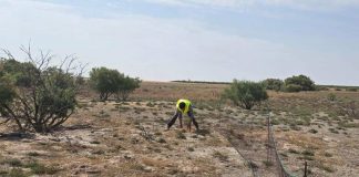 Buscan atajar la sobrepoblación de conejo en Castilla-La Mancha con su caza y comercialización sobrepoblación de conejo