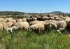 Bruselas modifica la clasificación de la lengua azul para reforzar su prevención y control rebaño de ovejas