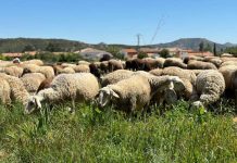El Gobierno de Castilla-La Mancha distribuye 700.000 dosis de vacunas contra la lengua azul rebaño de ovejas