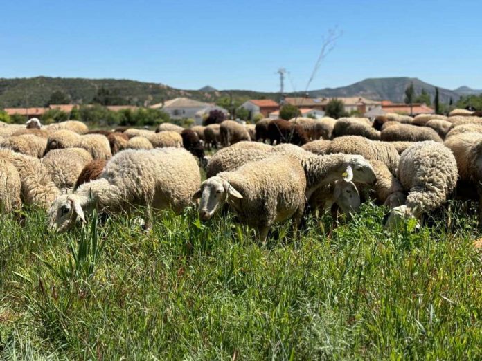 rebaño de ovejas rebaño de ovejas