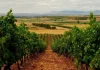 Reclama al Ministerio de Agricultura que financie el arranque voluntario de viñedo con fondos europeos viña
