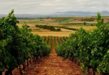 Reclama al Ministerio de Agricultura que financie el arranque voluntario de viñedo con fondos europeos viña