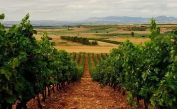 Reclama al Ministerio de Agricultura que financie el arranque voluntario de viñedo con fondos europeos viña