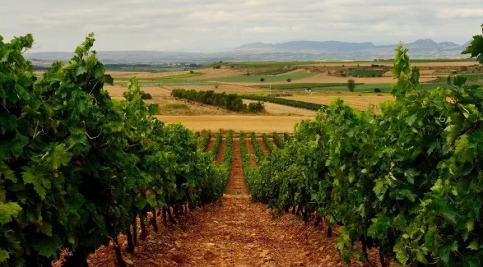 Reclama al Ministerio de Agricultura que financie el arranque voluntario de viñedo con fondos europeos viña