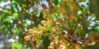 Agróptimum lidera la variedad de pistacho más demandada por los agricultores: la Sirora Sirora