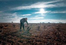La poda, clave para los viñedos de La Mancha poda del viñedo