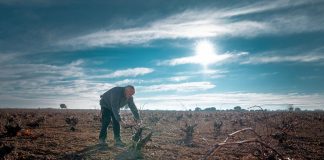 La poda, clave para los viñedos de La Mancha poda del viñedo
